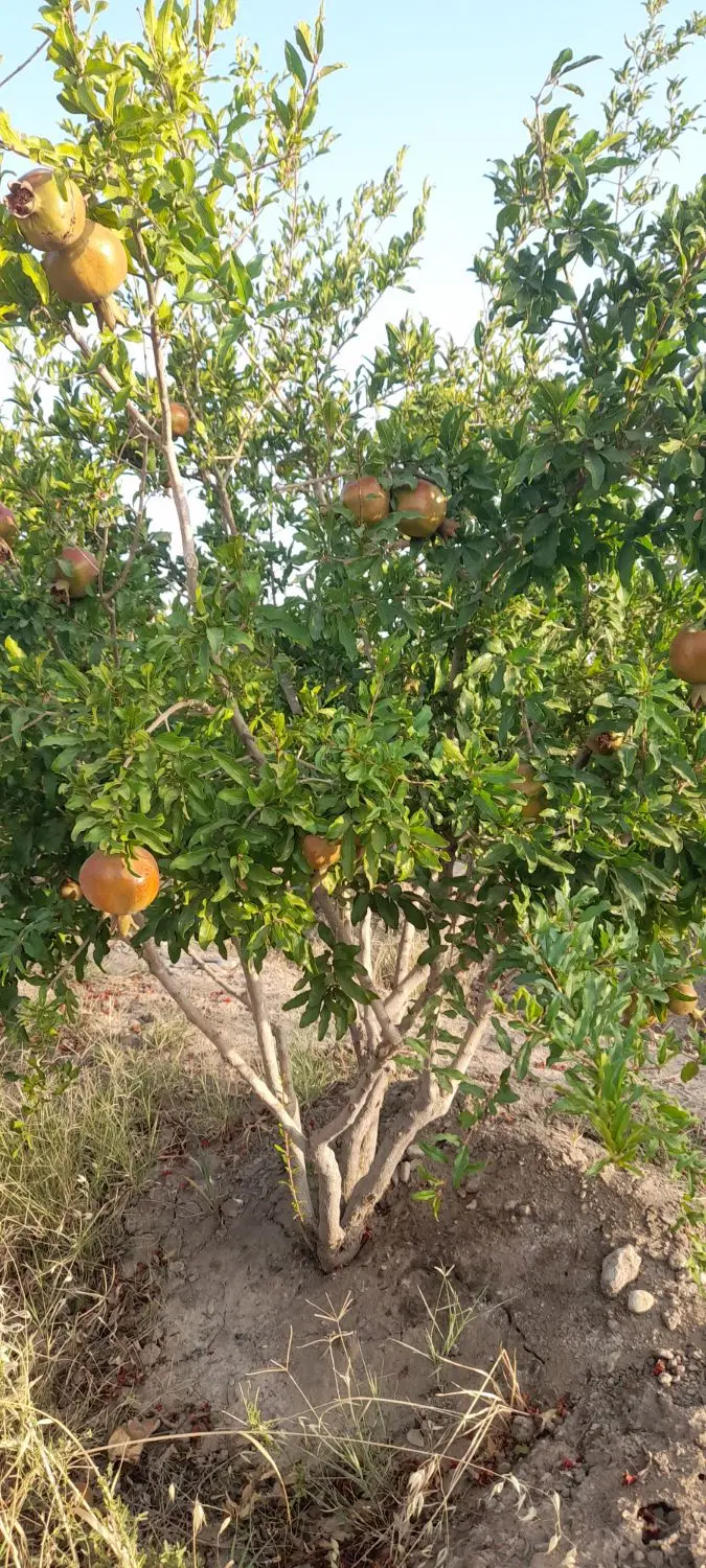 باغ در روستای الوسجرد