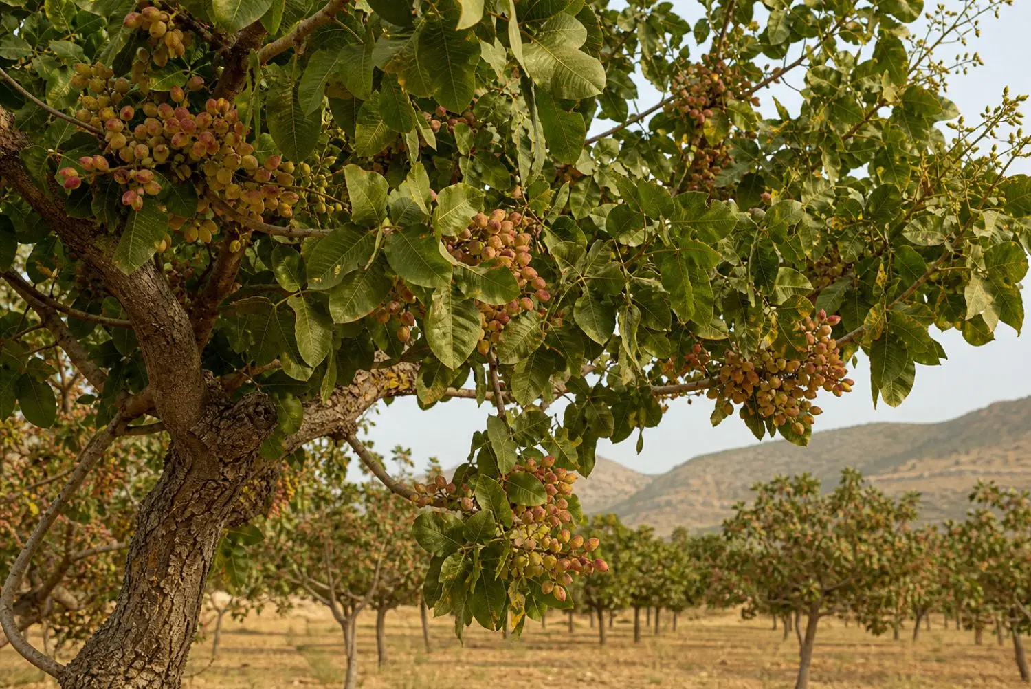 فروش زمین پسته در بافق (چاه عسکریه)