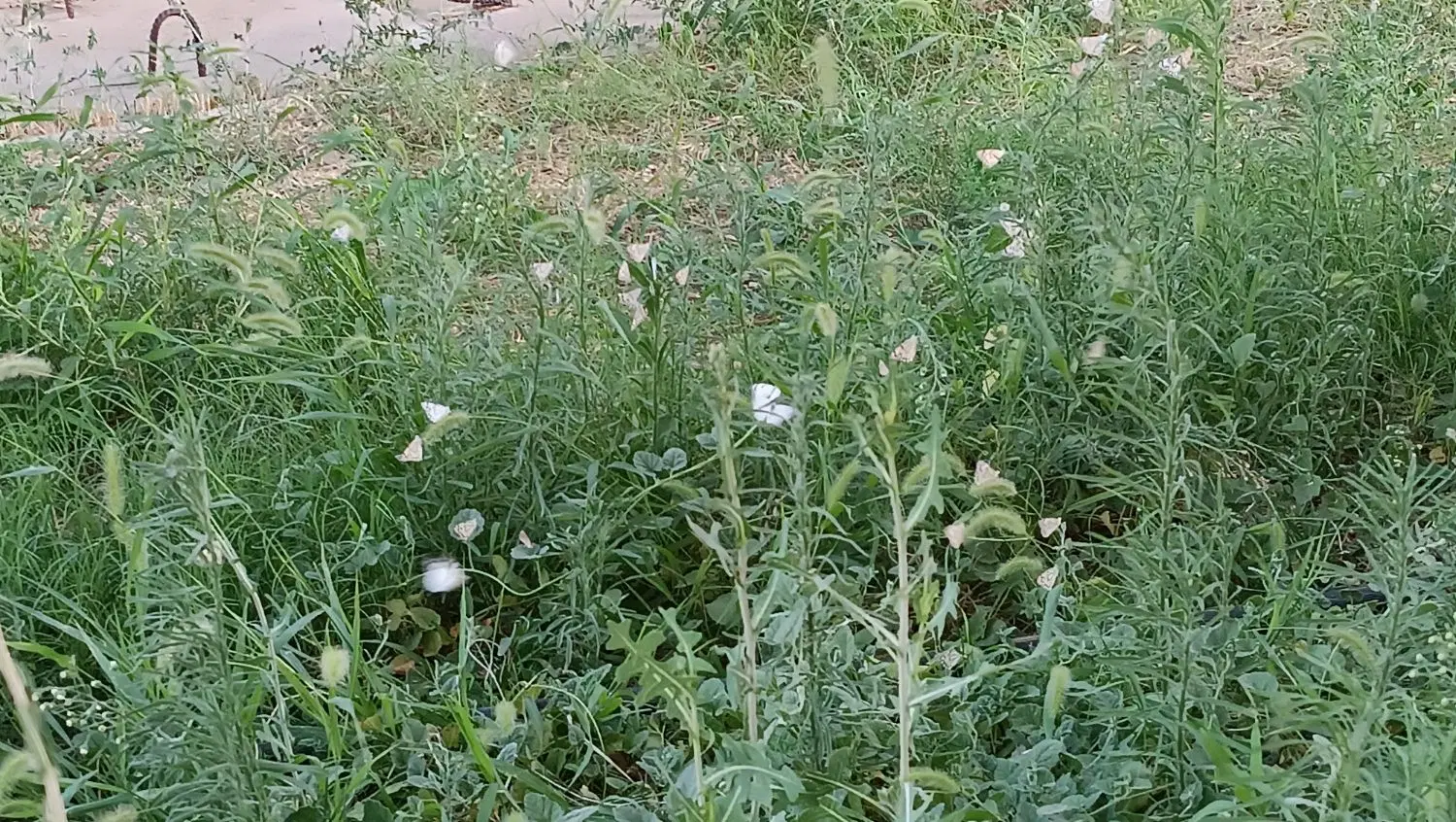 زمین سرطاف