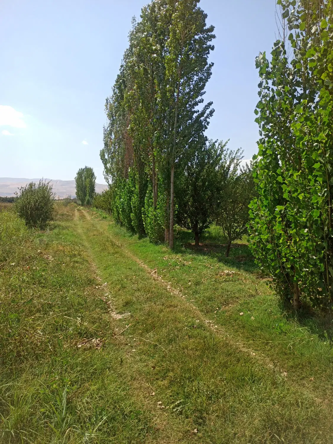 باغچه در جاده تاناکورا