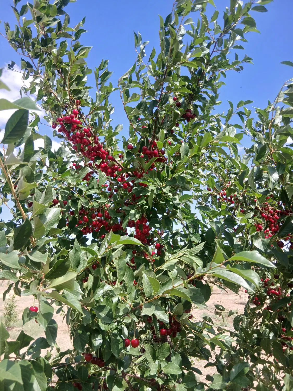 باغ چاه عمیق