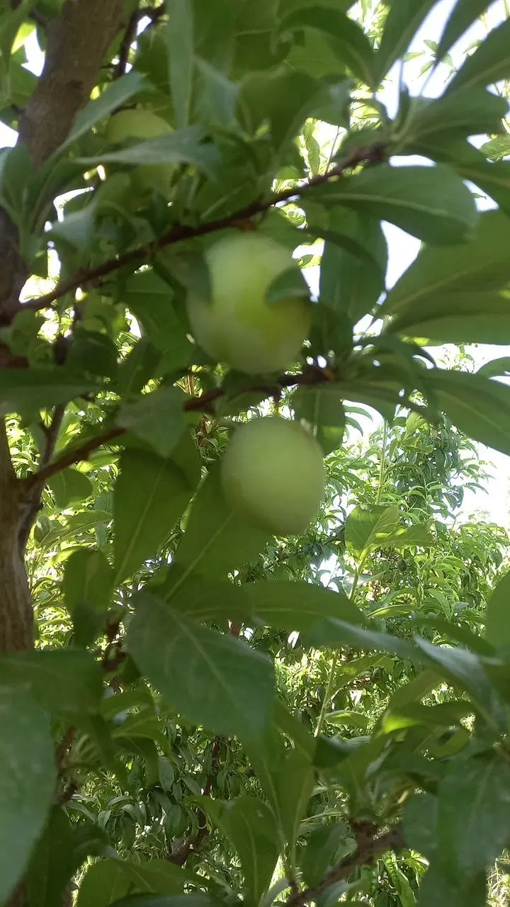 باغچه
