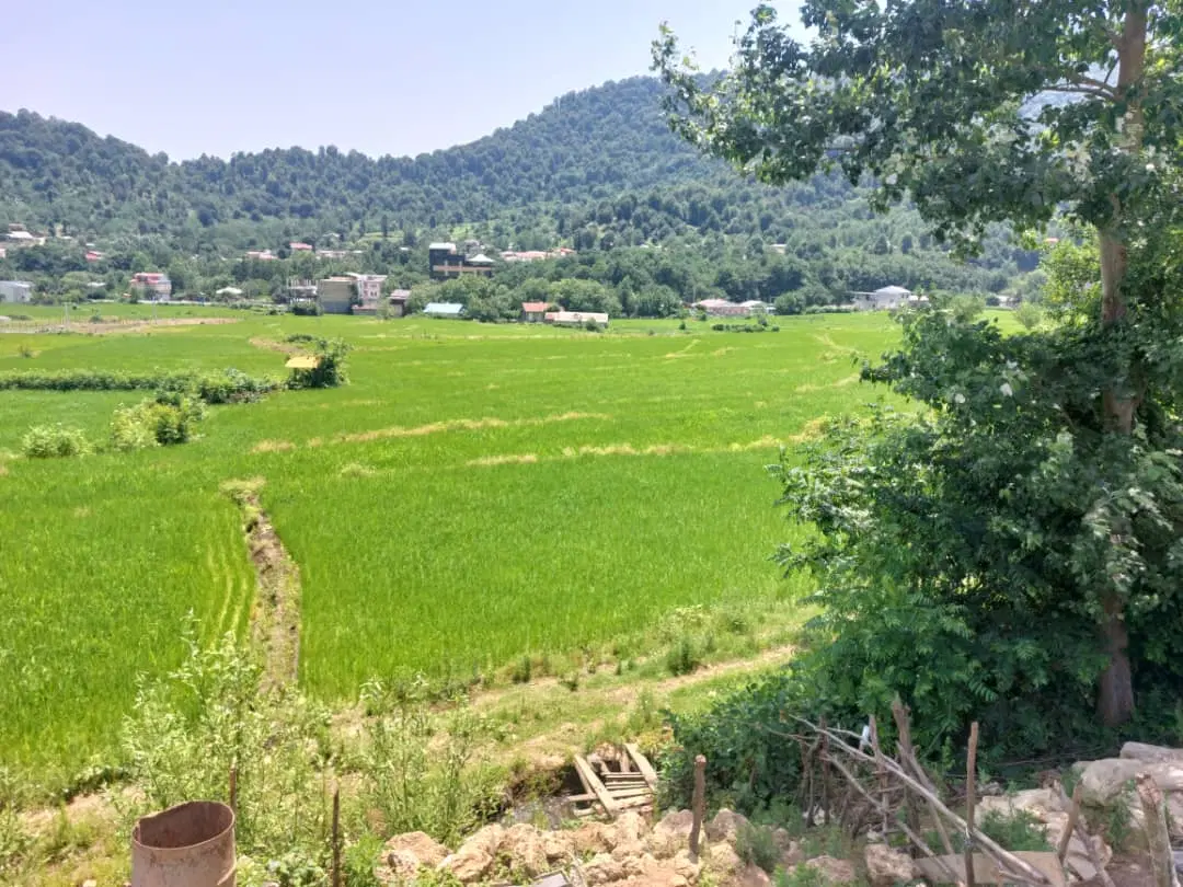 زمین زیبا در مسیر جاده ییلاقی تاسکوه ماسال