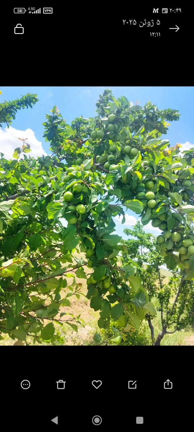 باغ در خسروشاه پست کشتارگاه
