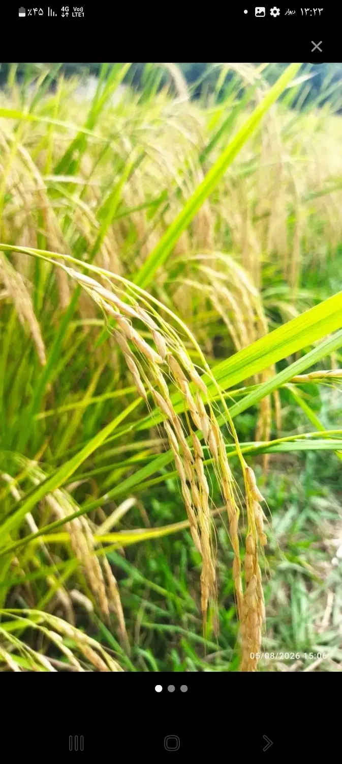 ۱۰ هزار متر شالیزار نسخ دار سنتی