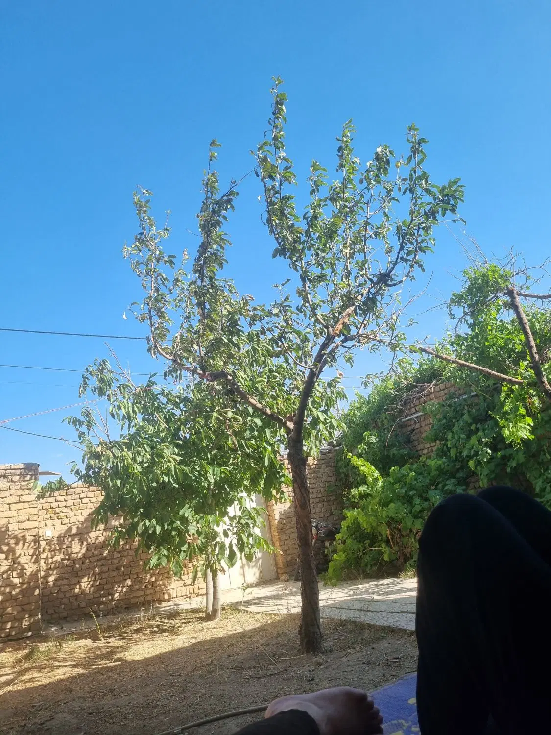 زمین باغ