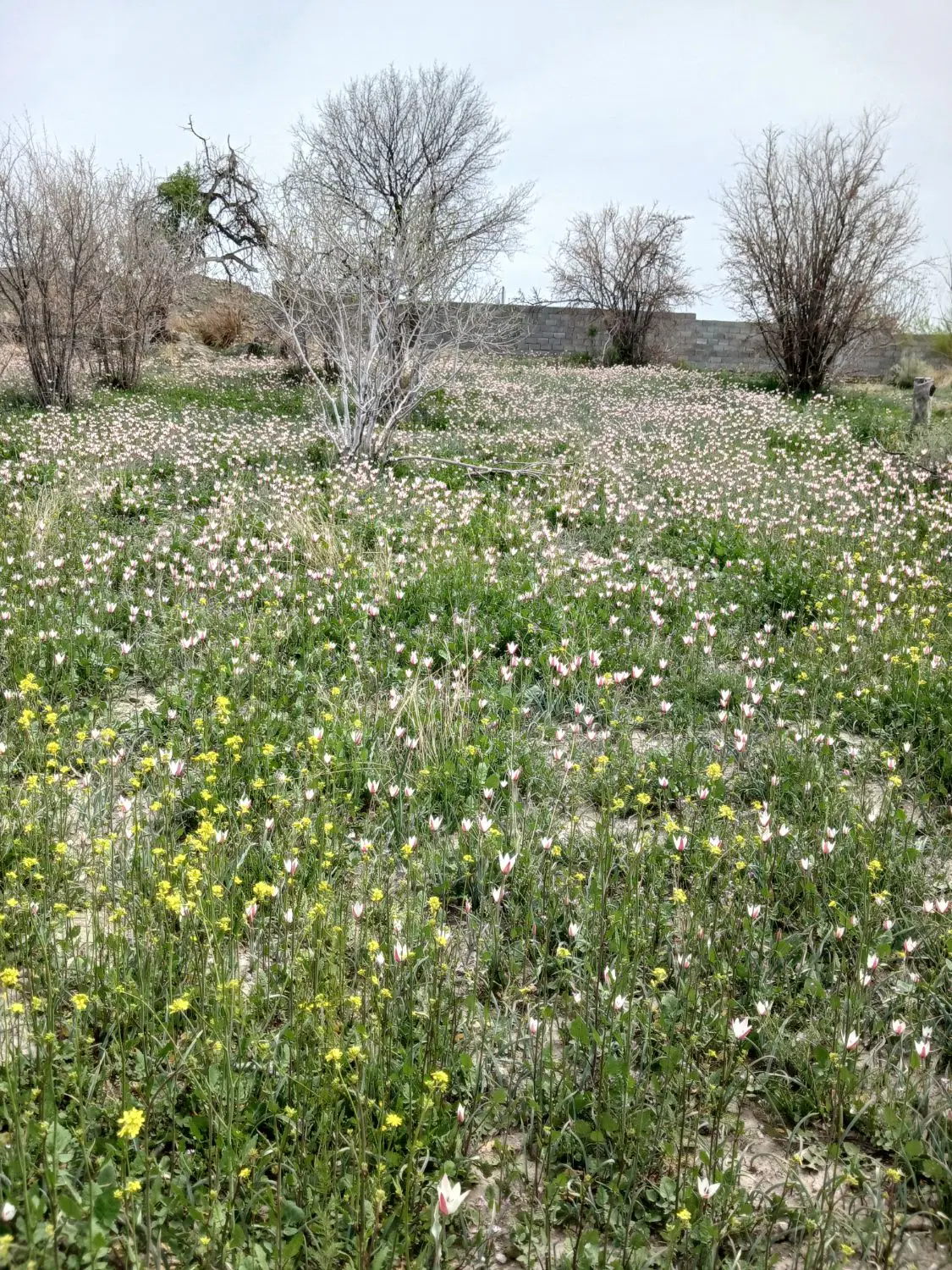 زمین
