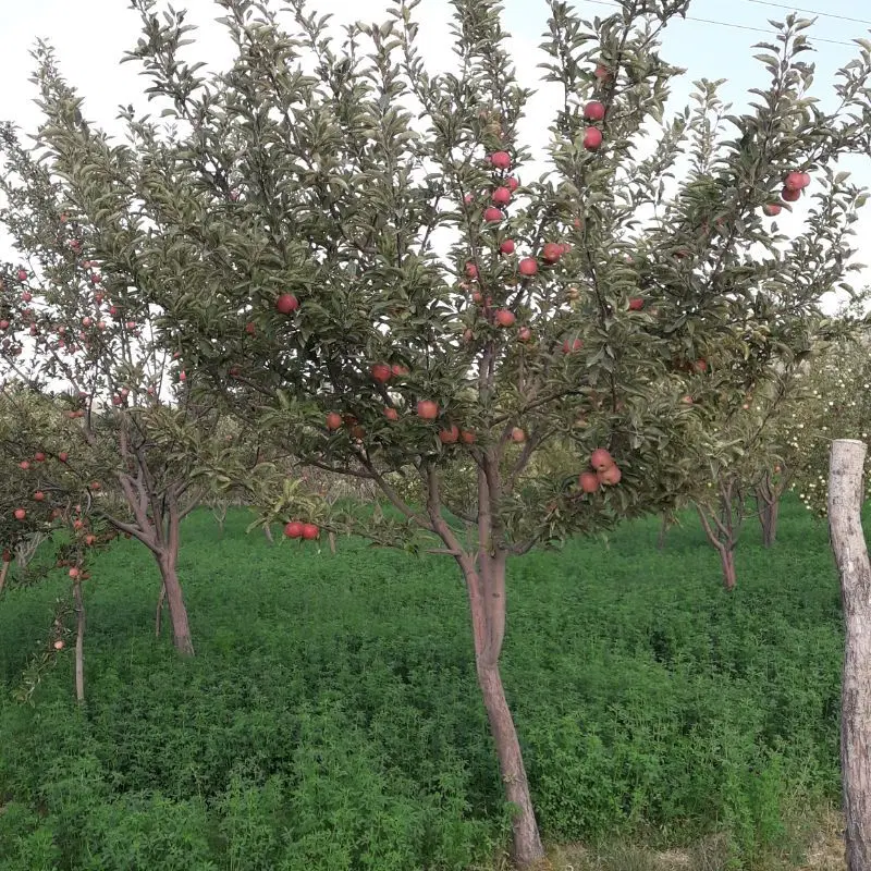 مهرشهر سایت یاسمن