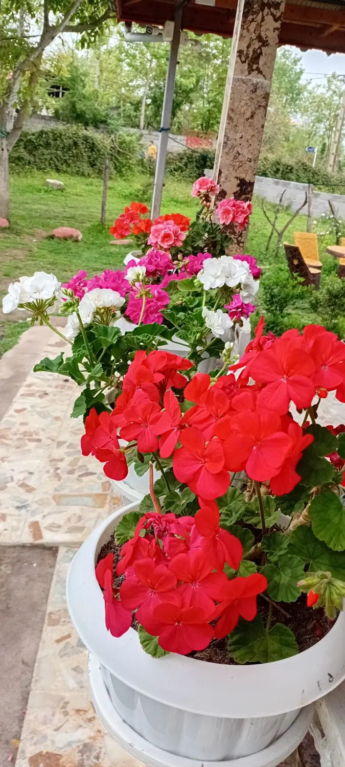 ویلا تک خواب در ماسال