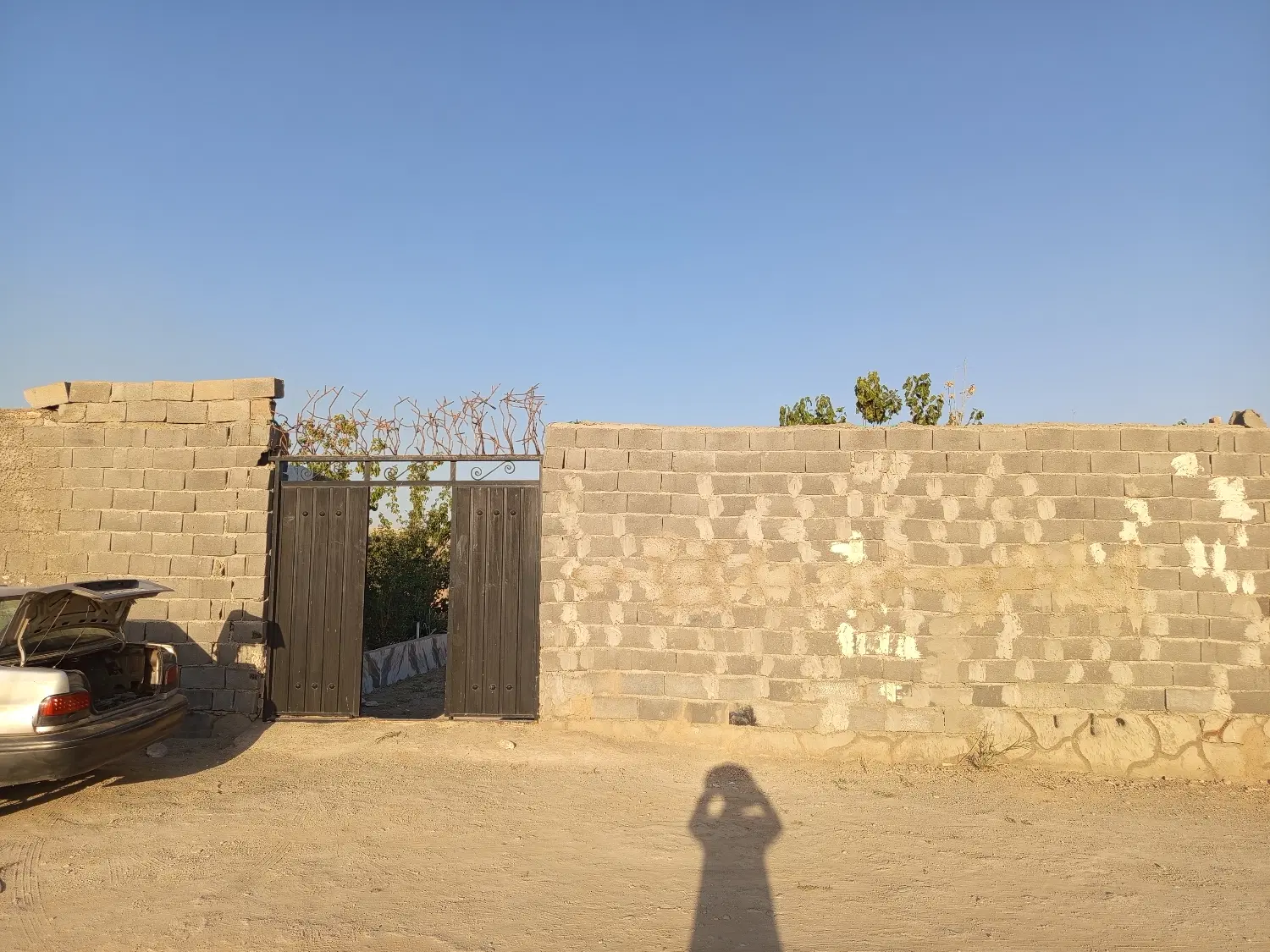 باغچه سند تک برگ جمال اباد سعد اباد
