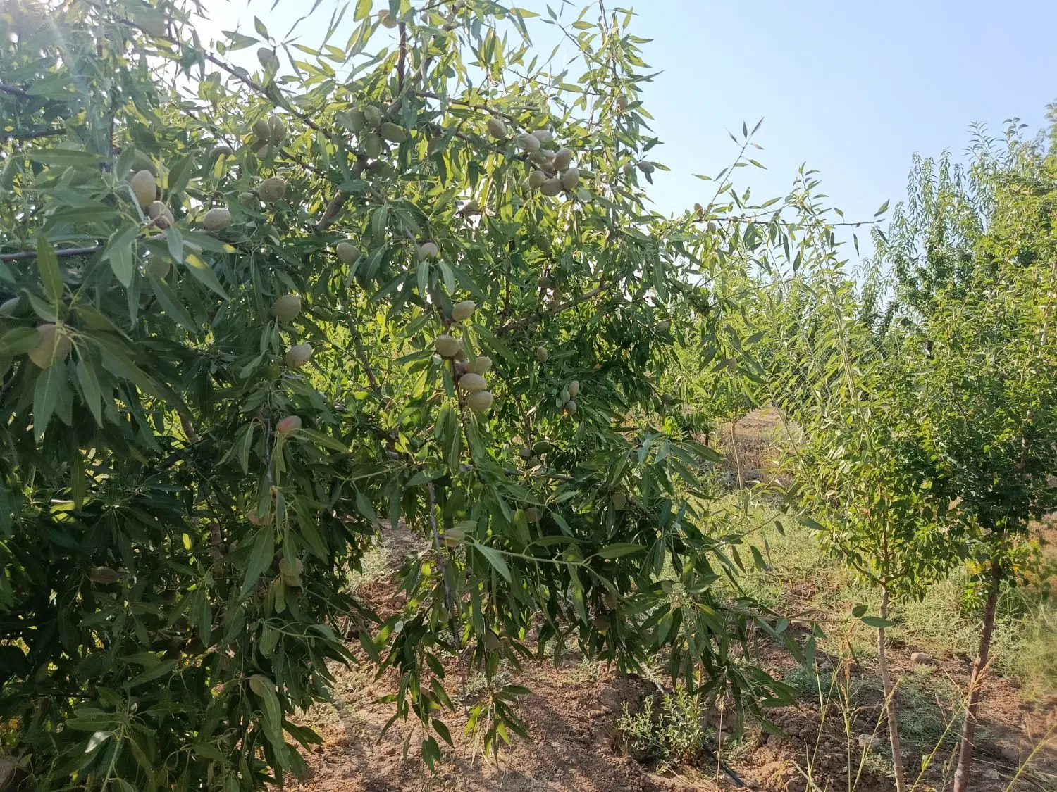 باغ زیبا در رشتقون میانبر
