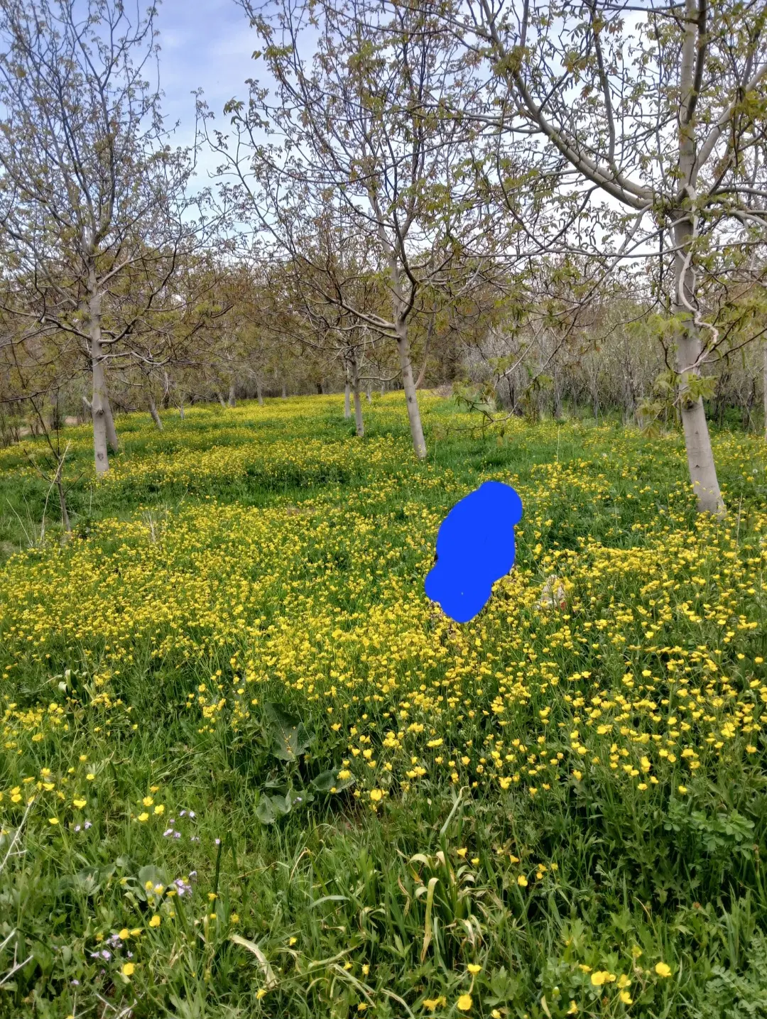 باغ در وهنان
