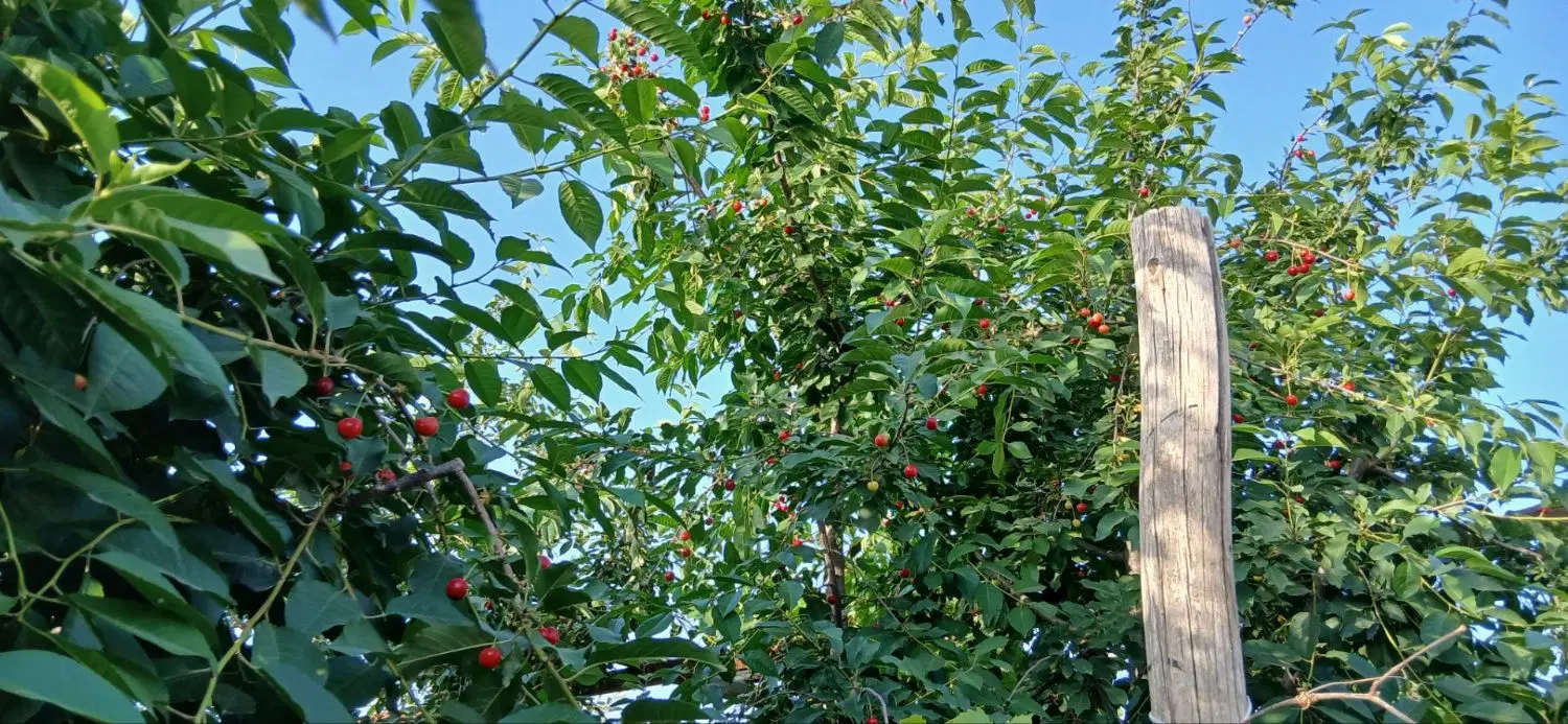 باغچه ۴۰۰متری