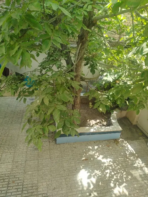 اجاره خانه