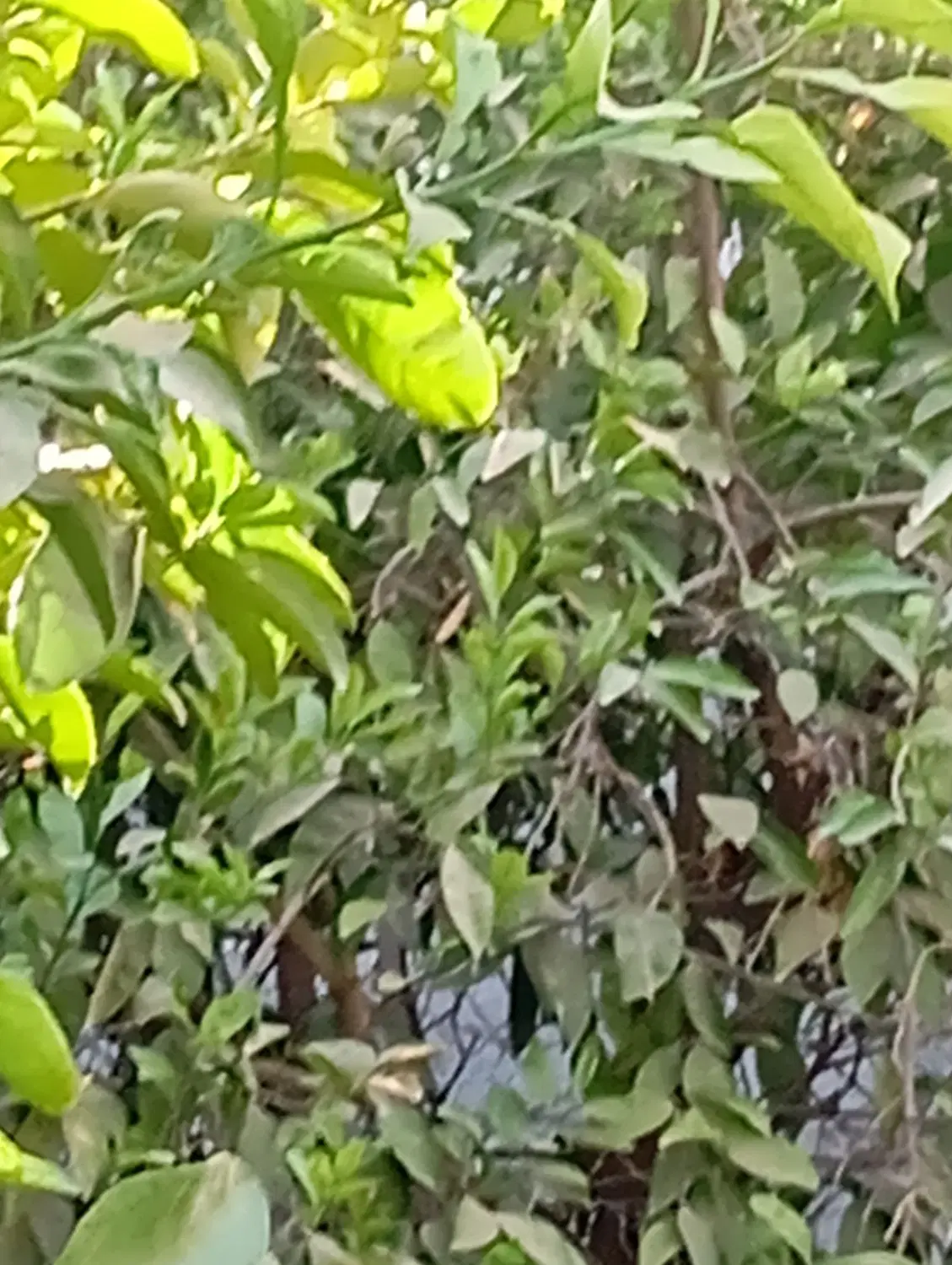 باغچه 650متر کوچه باغ مروارید سر اسفالت