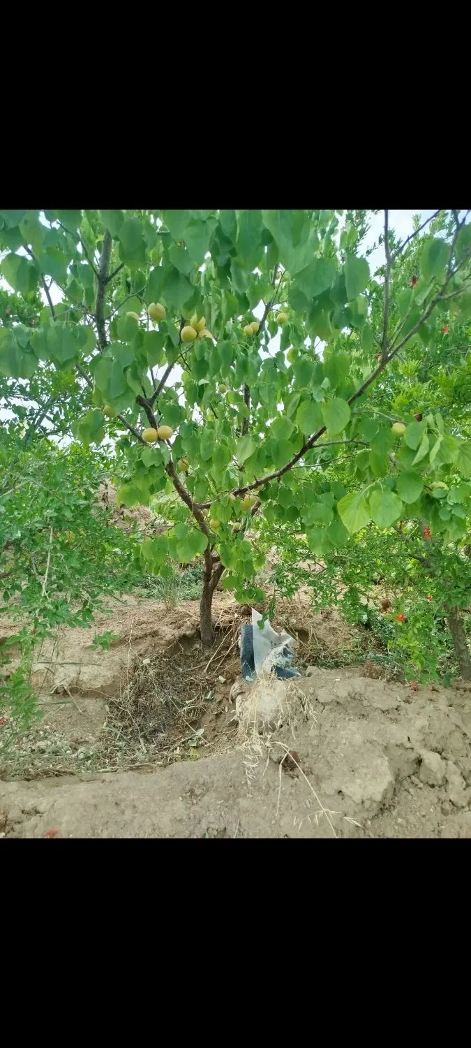 باغ ۱۰۰۰متری شاهسونکندی