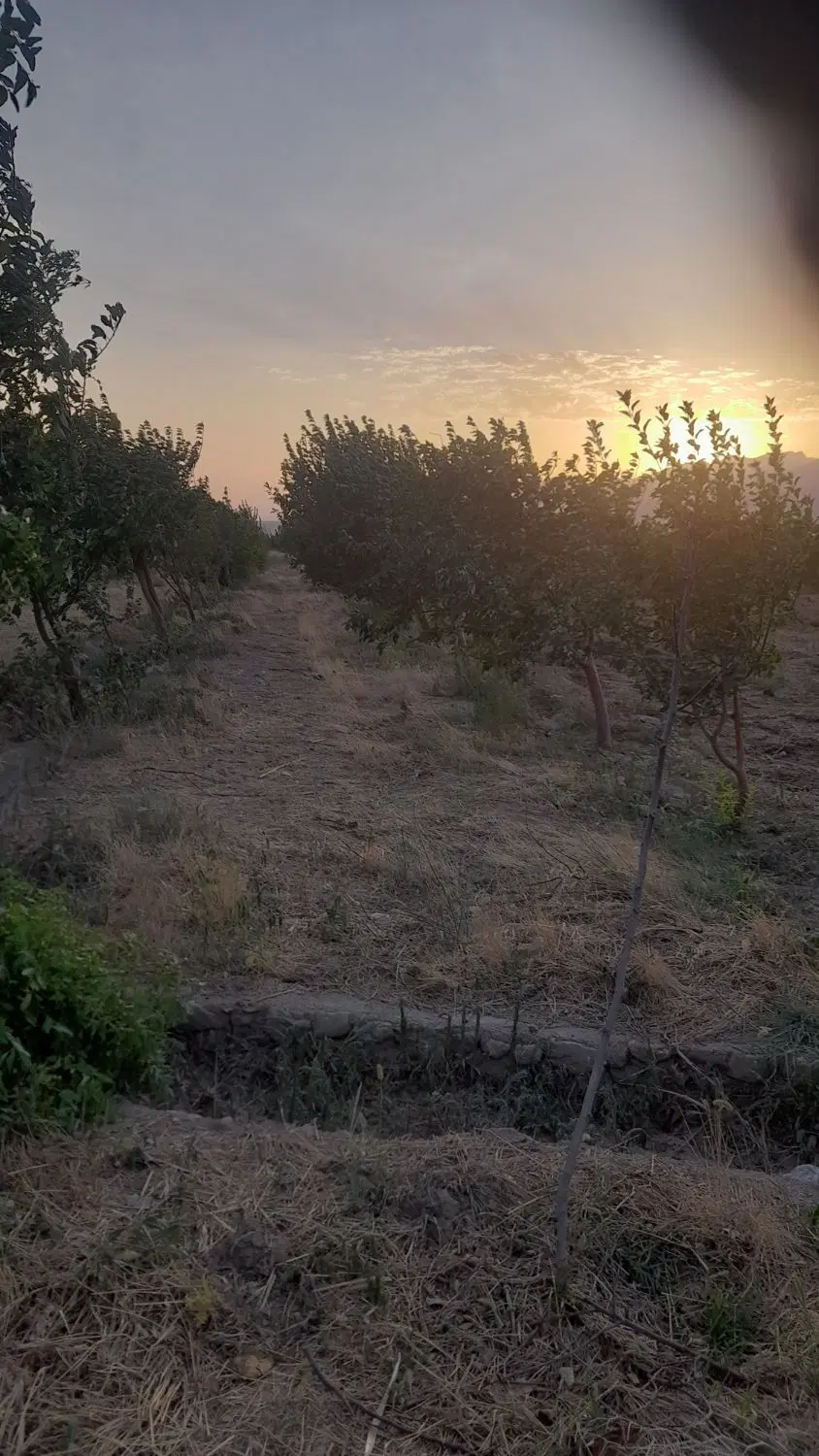 باغ و زمین