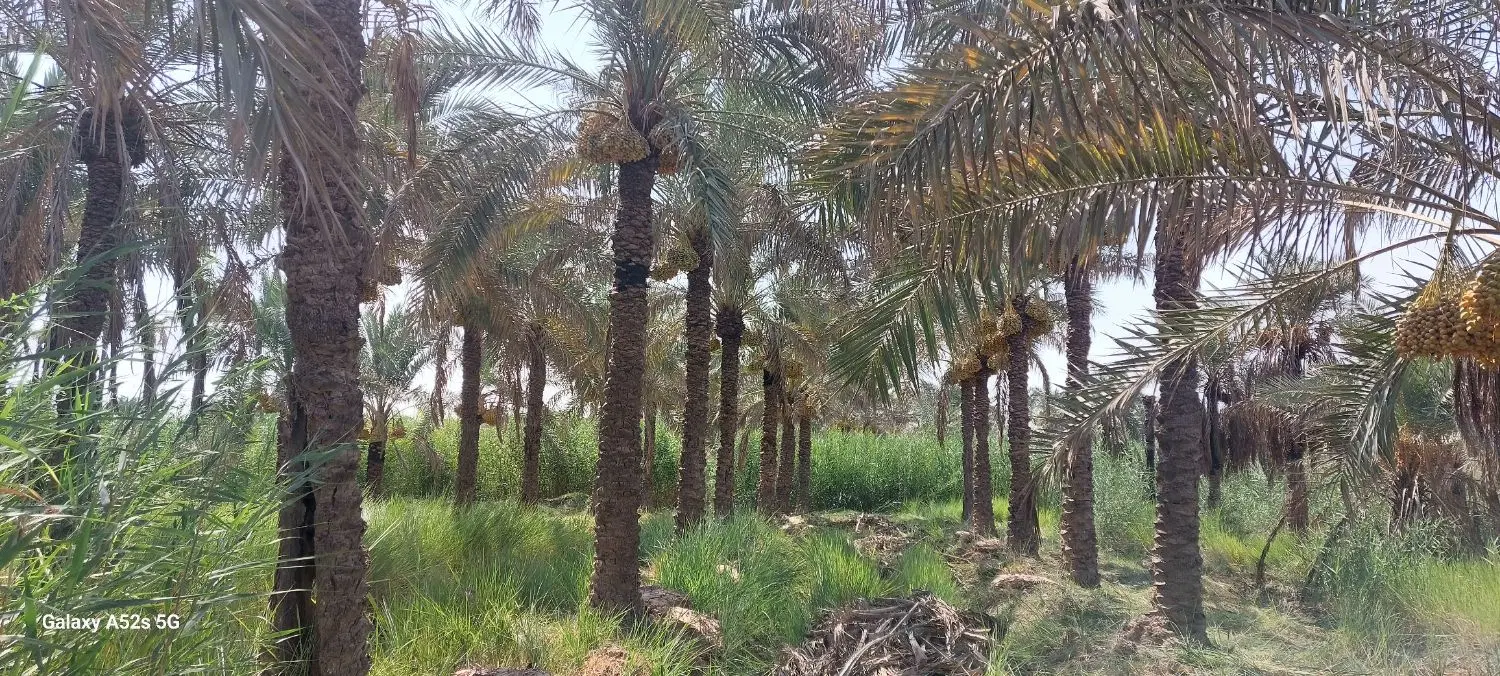 زمین کشاورزی منیوحی