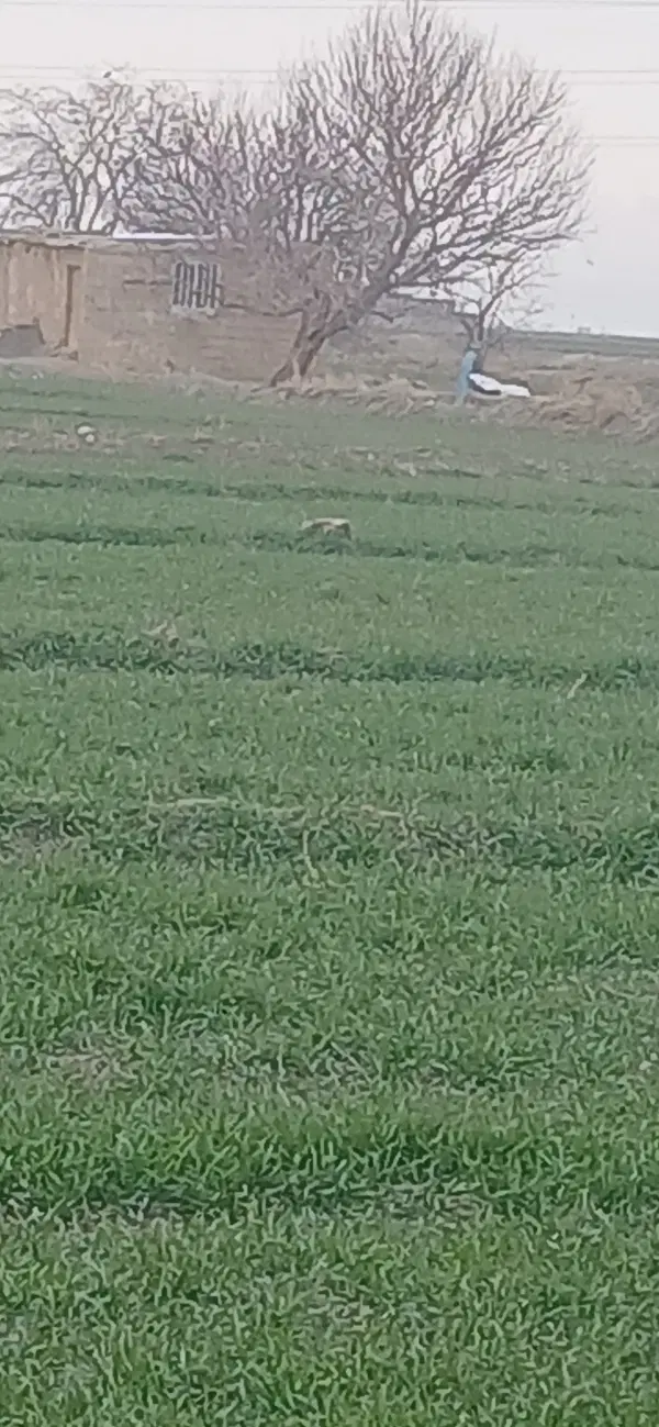 زمین کشاورزی ، باغ ، ویلا ،پرورش شتر مرغ
