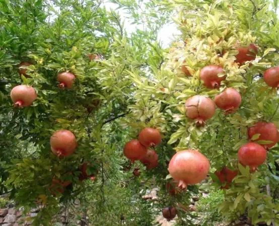 باغ مهراباد