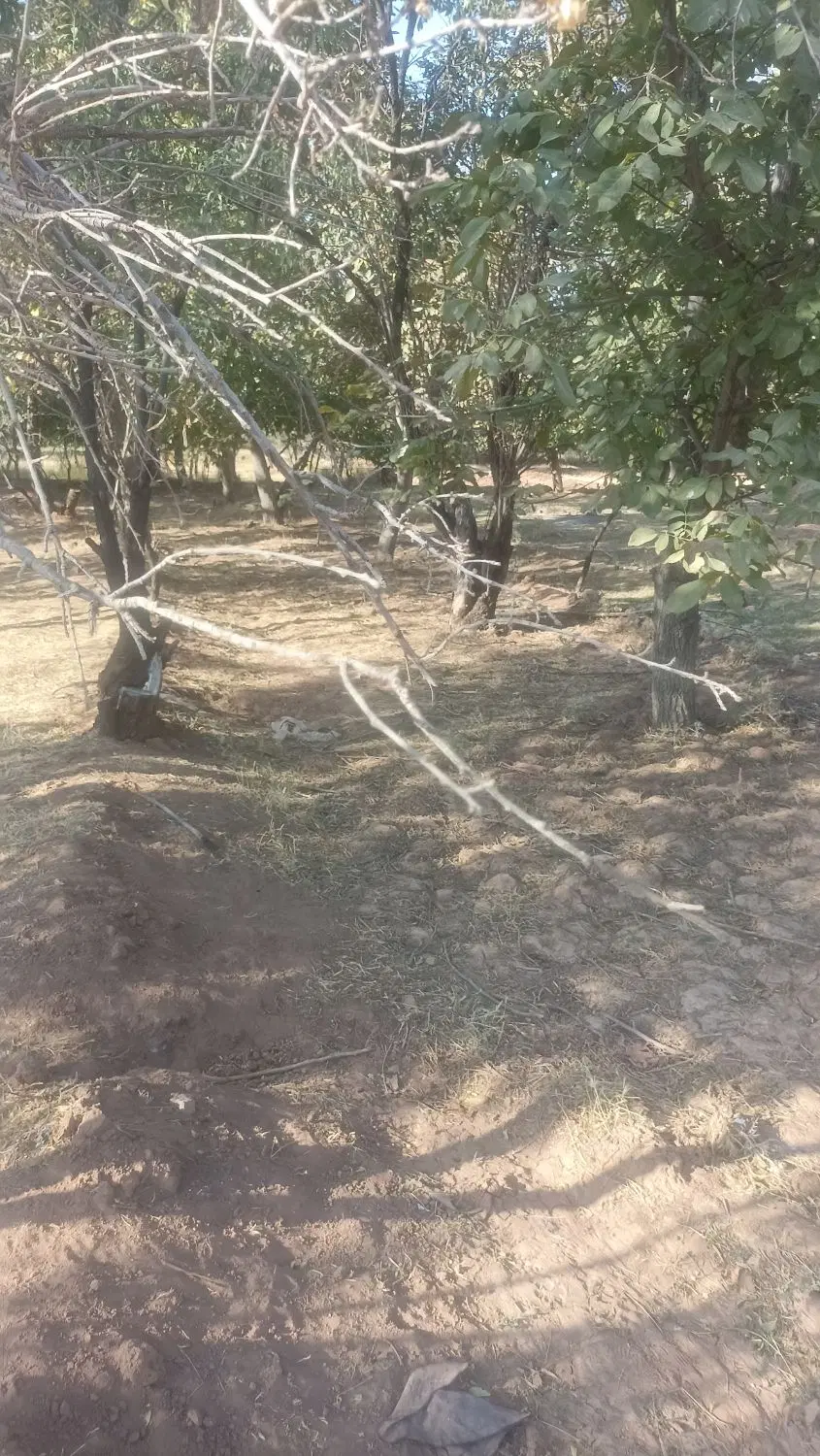 املاک درزمین وباغ