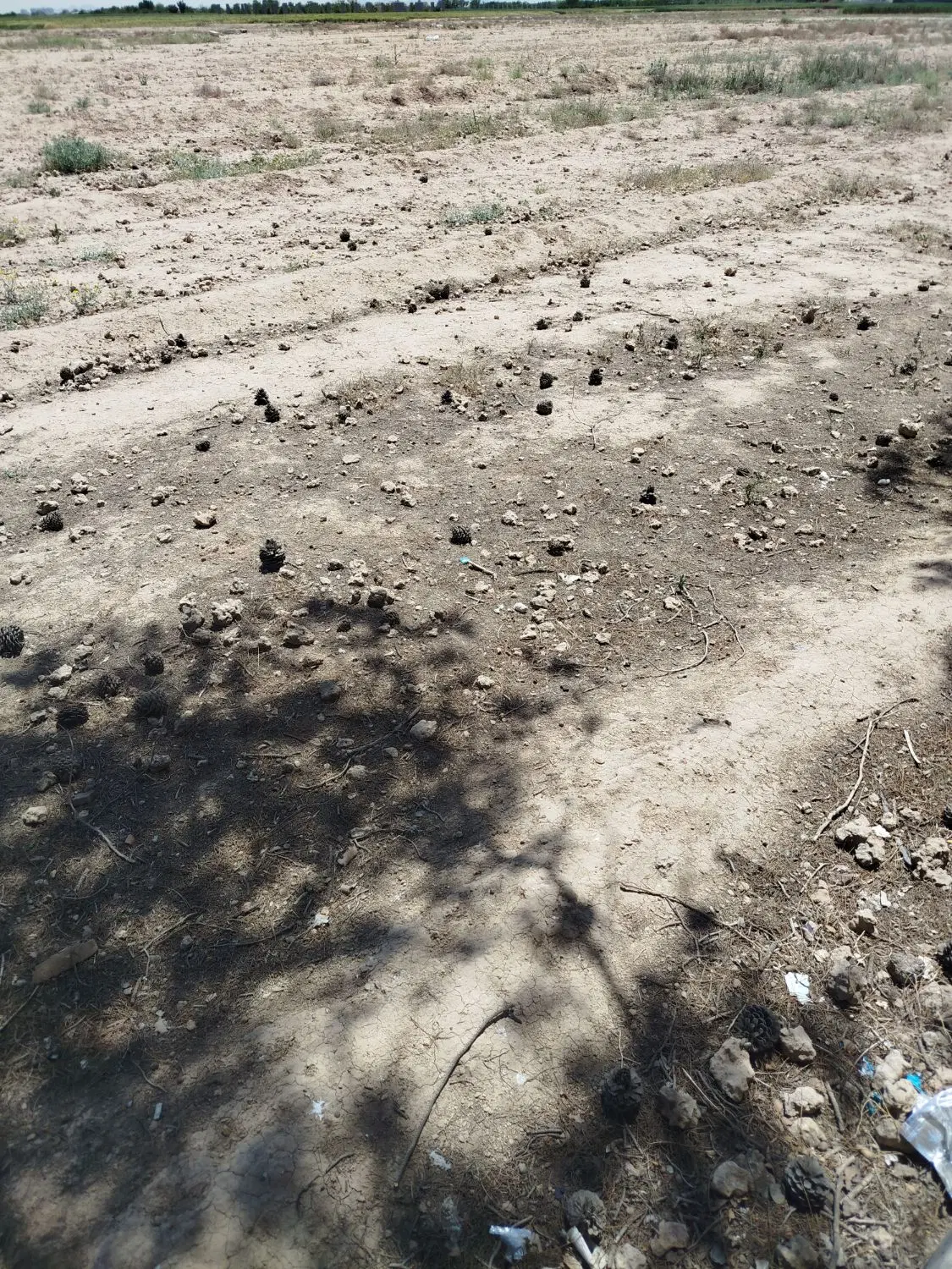 زمین مسکونی