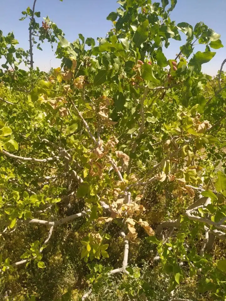 زمین خونه باغ