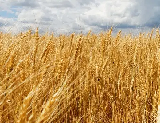 فروش زمین