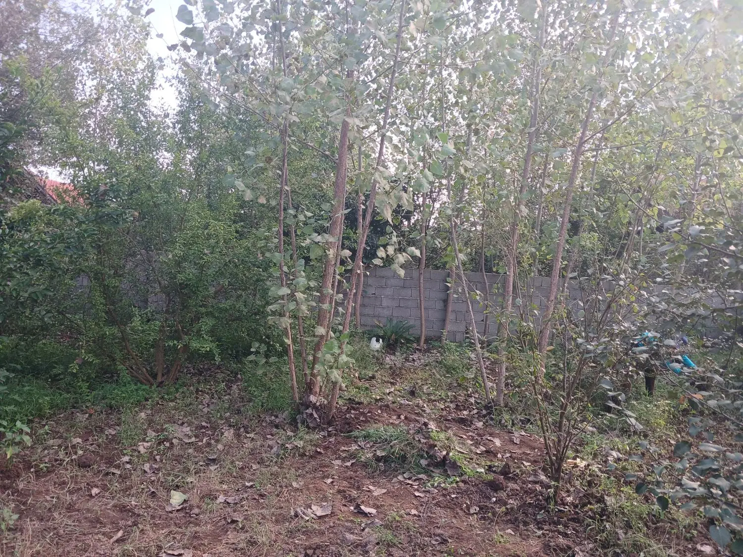 زمین باغی داخل طرح