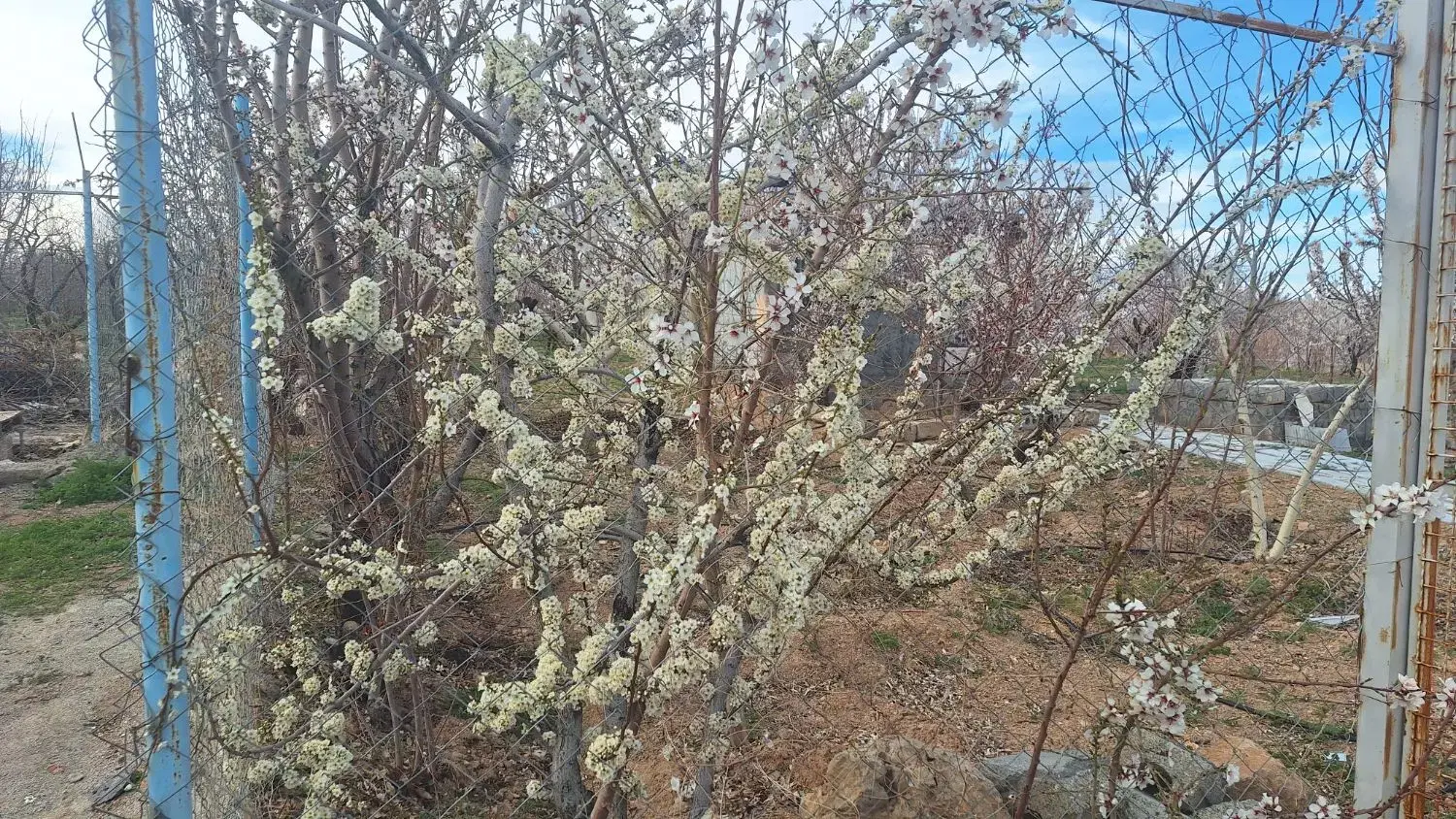 باغ بادام مثمر  با چشم اندازی زیبا