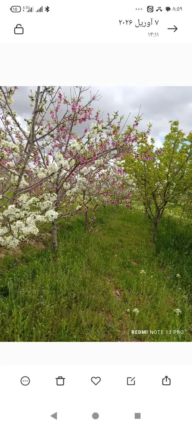 باغ فروش فوری  روستای دشت زیر قیمت