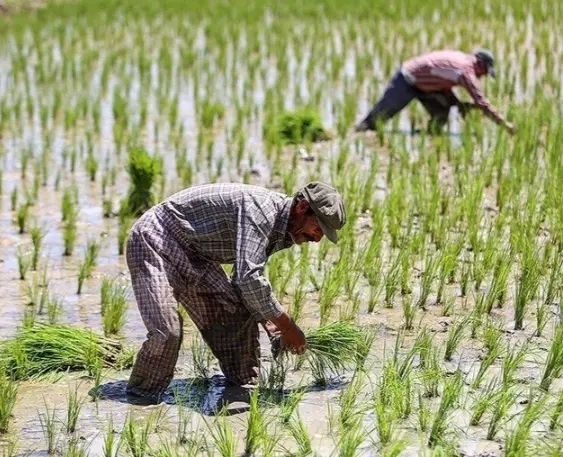 فروش زمین برنج کاری