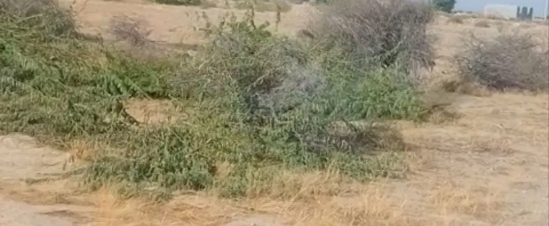 فروش زمین مسکونی با نامه واگوزاری بنیاد مسکن