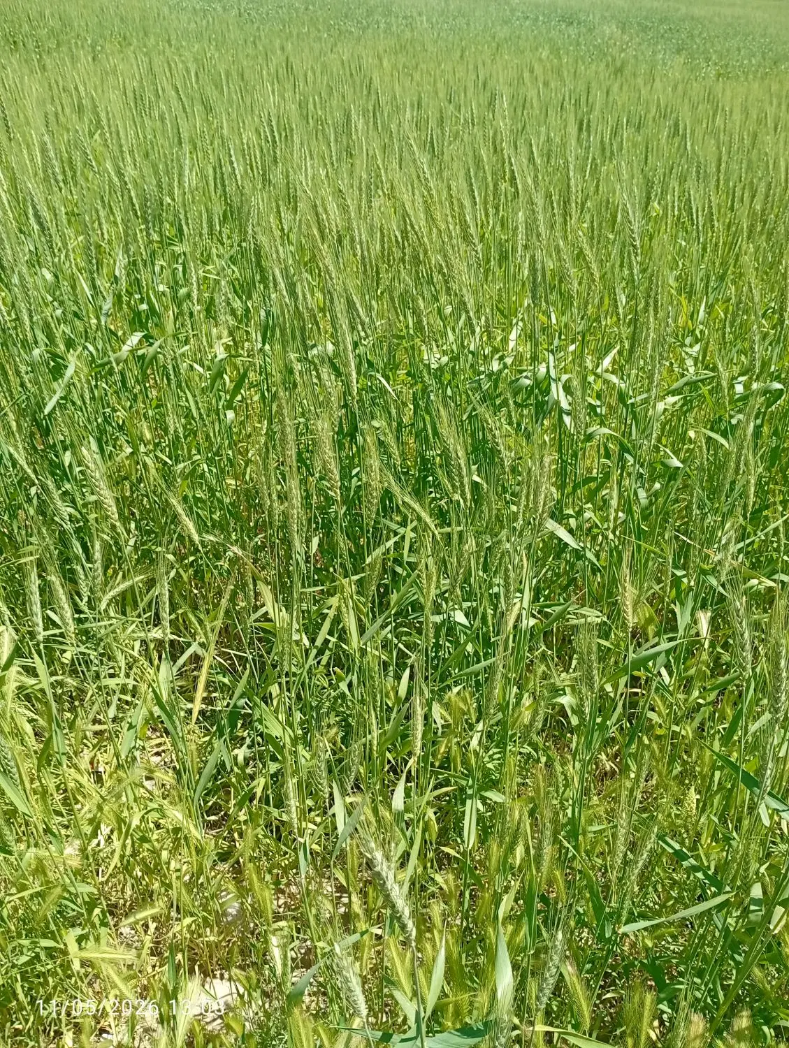 زمین مسکونی