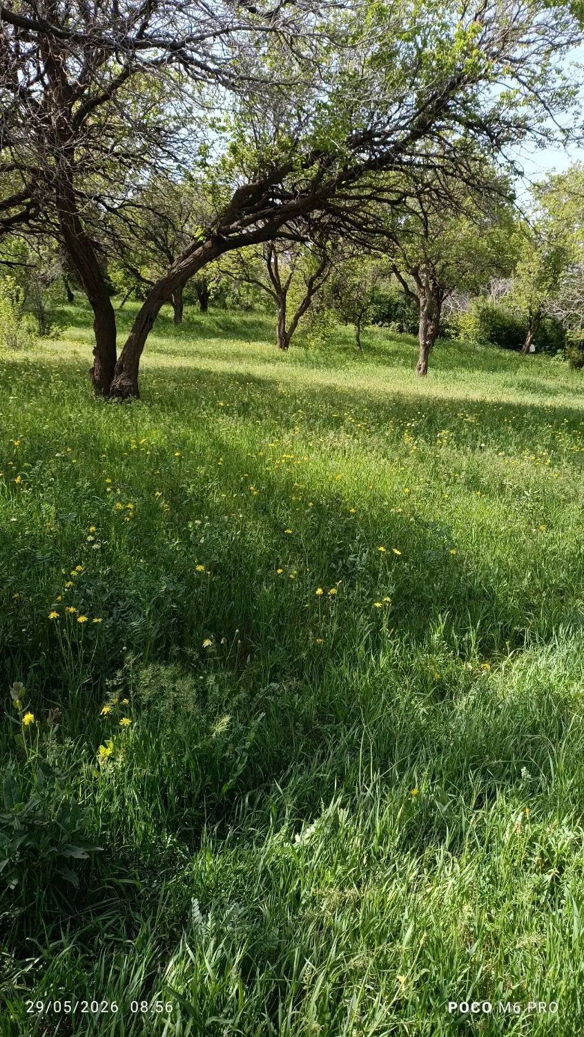 باغ زردآلو در زنجان