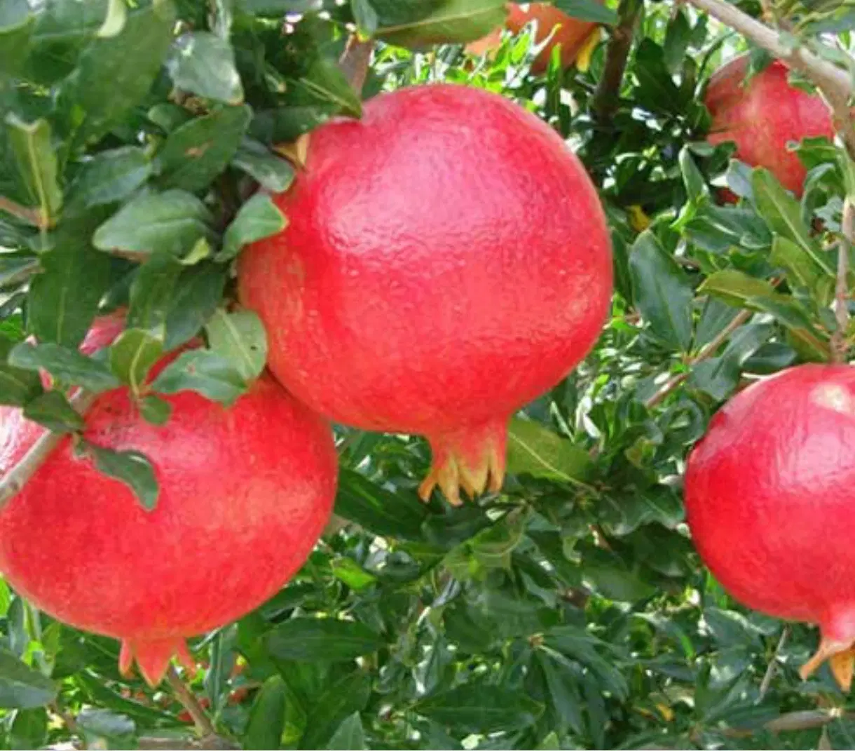 فروش باغ