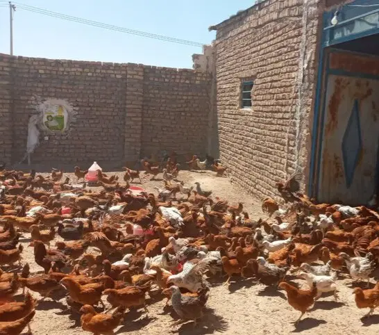 اجاره پرورش مرغ