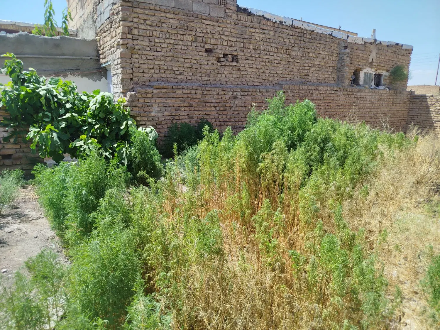 زمین با کاربری مسکونی در آناخاتون