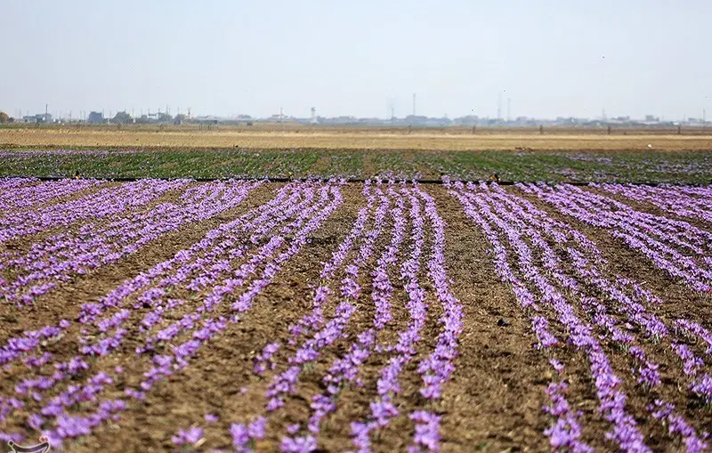 ۲ هکتار زمین مخصوص کشت زعفران