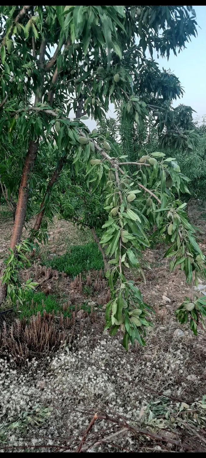 عمان سامانی باغ