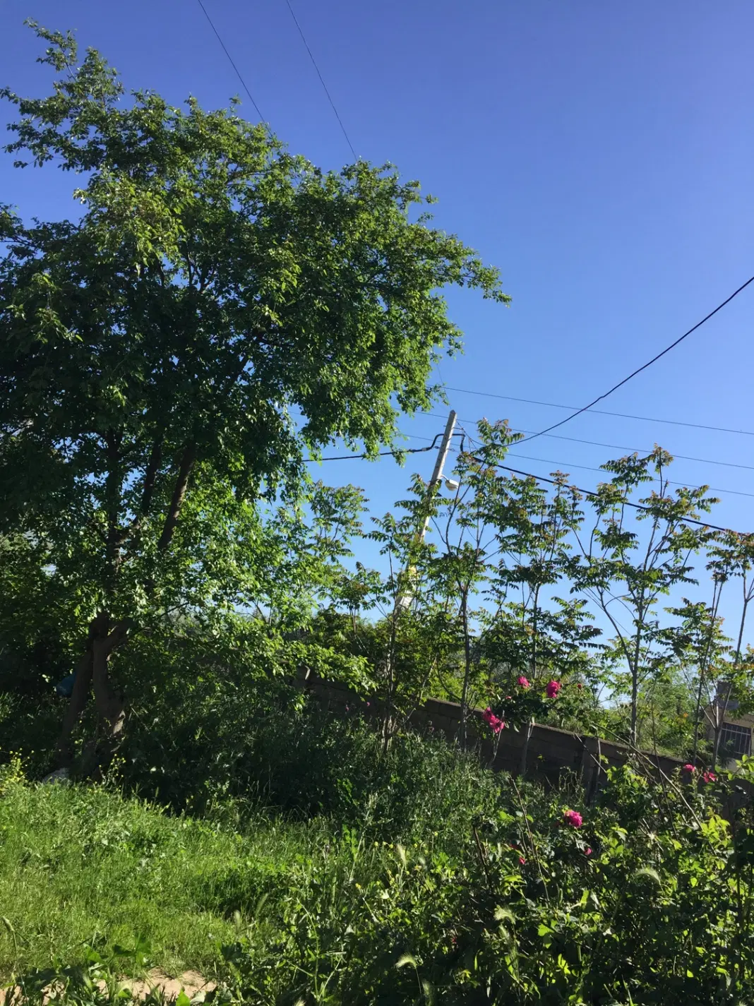 زمین روستایی امانقره جه