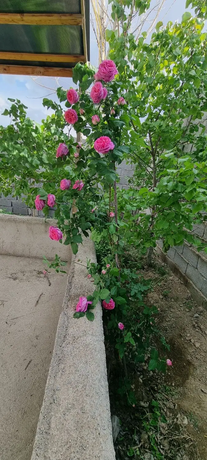 باغ سند تک برگ ۵۷۵ متری