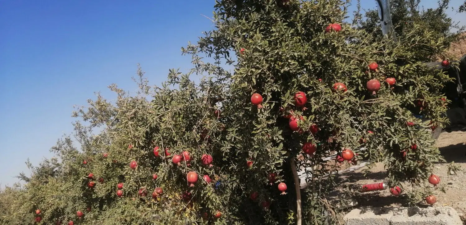 فروش (۳ هزار) متر باغ