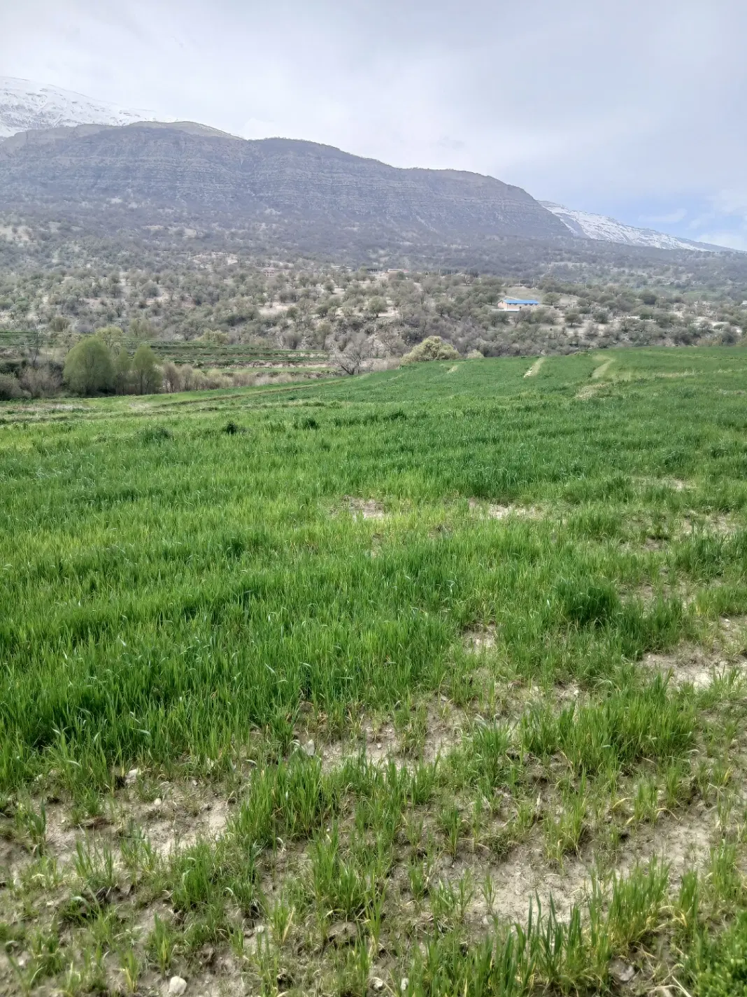 فروش زمین ۲۶۰متری قابل ساخت امیر کبیر ۱۶