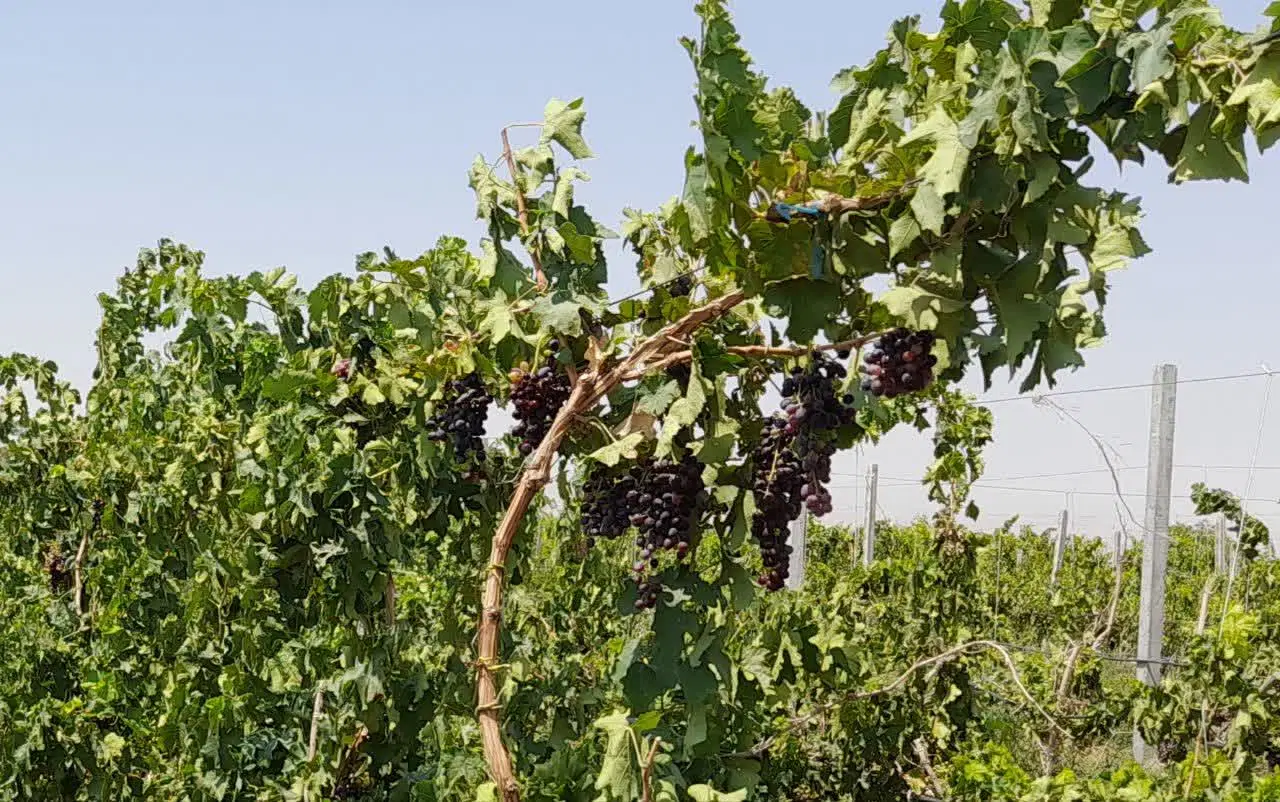 باغ  انگور سیاه بیدانه و زمین زعفران