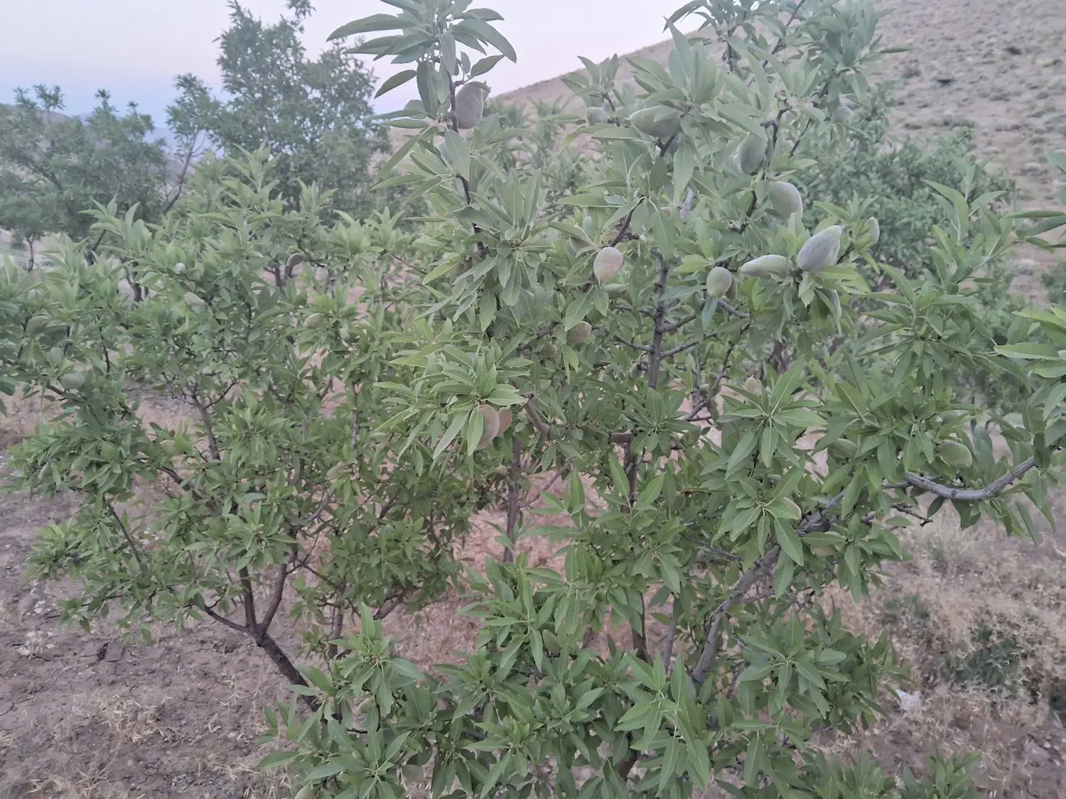 باغ بادام دیم