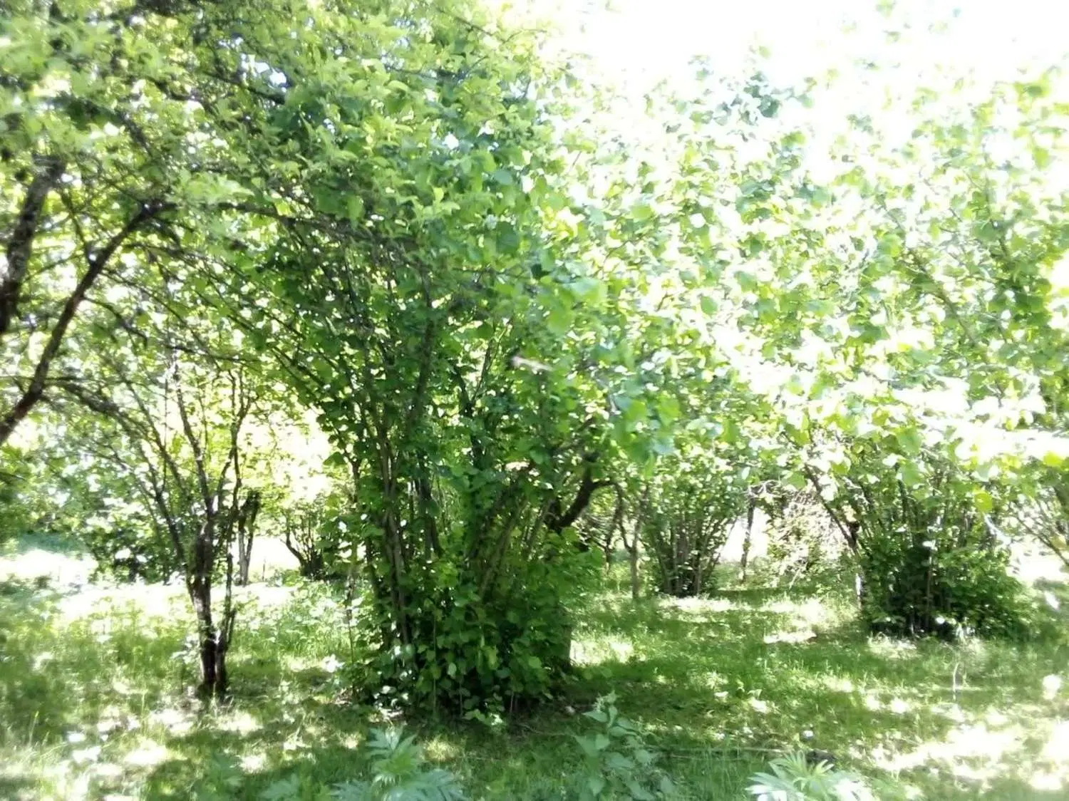 فروش زمین مسکونی جنت رودبار