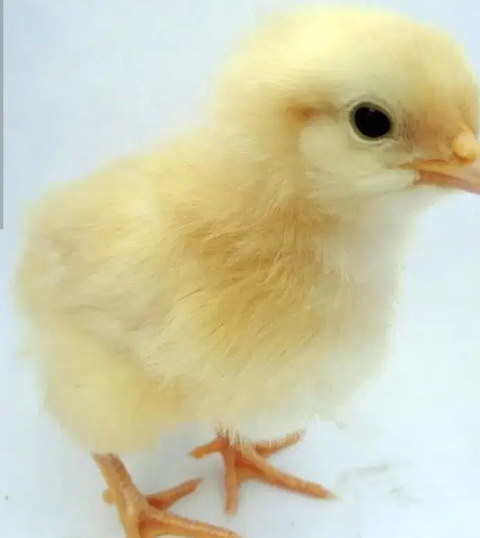 اجاره مرغداری