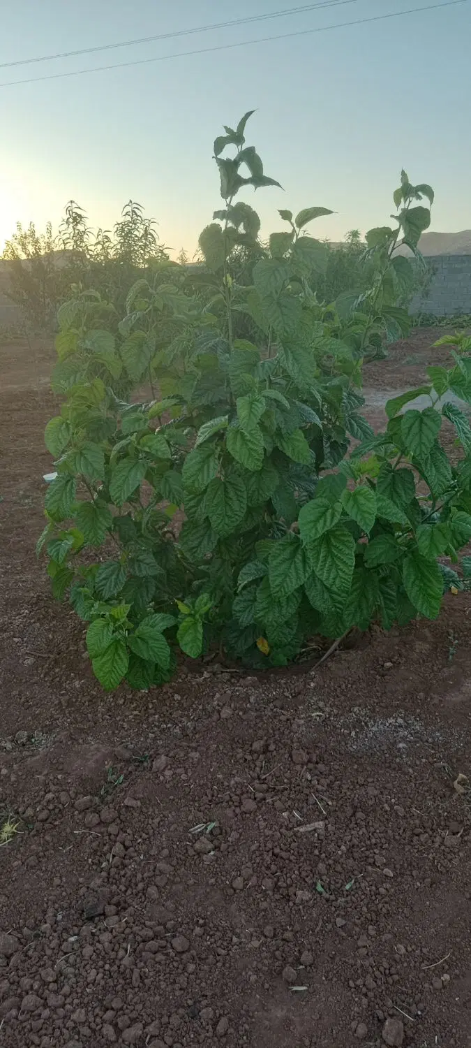 زمین فاز 2فرهنگیان