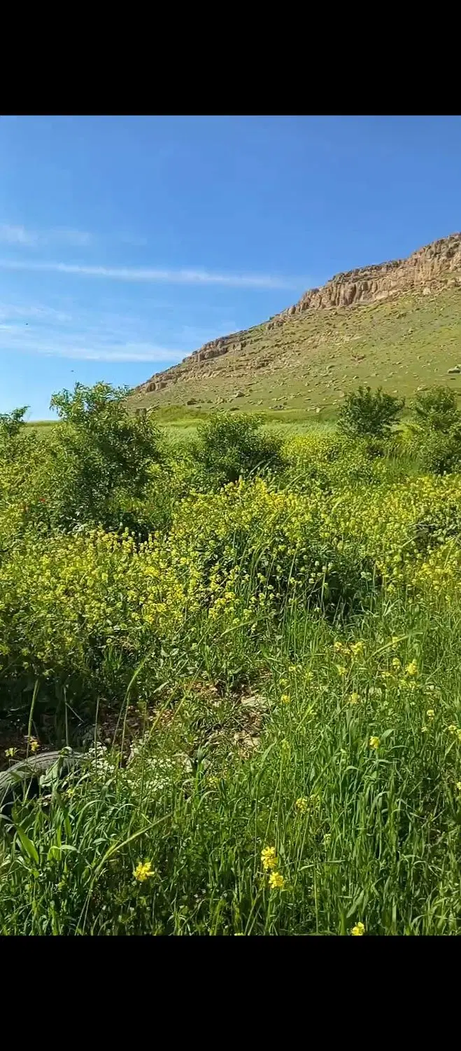 زمین کشاورزی و باغ